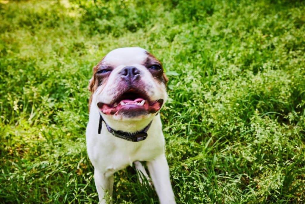 Lifestyle image of a small dog in the grass looking at the camera